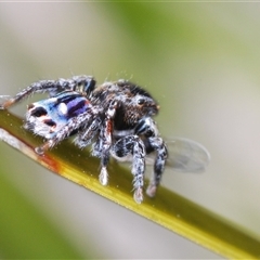 Maratus harrisi at Mount Clear, ACT - 6 Nov 2024