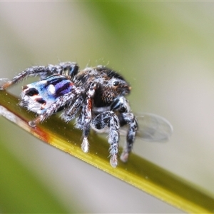 Maratus harrisi at Mount Clear, ACT - suppressed