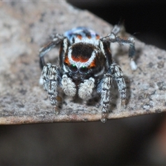 Maratus harrisi at Mount Clear, ACT - suppressed