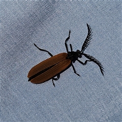 Porrostoma rhipidium (Long-nosed Lycid (Net-winged) beetle) at Braidwood, NSW - 6 Nov 2024 by MatthewFrawley