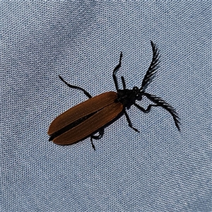 Porrostoma rhipidium (Long-nosed Lycid (Net-winged) beetle) at Braidwood, NSW by MatthewFrawley