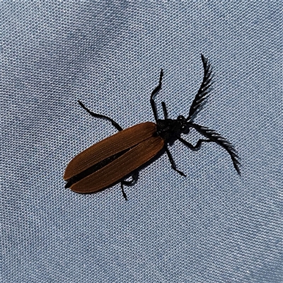 Porrostoma rhipidium (Long-nosed Lycid (Net-winged) beetle) at Braidwood, NSW - 6 Nov 2024 by MatthewFrawley