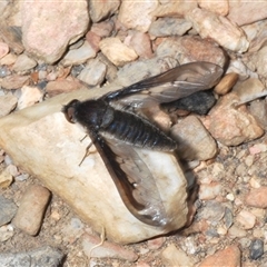 Aleucosia sp. (genus) (Bee Fly) at Mount Clear, ACT - 6 Nov 2024 by Harrisi