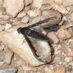 Unidentified True fly (Diptera) at Mount Clear, ACT by Harrisi