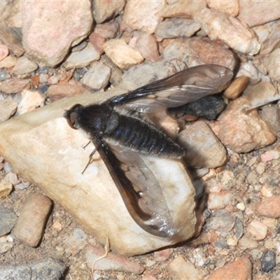 Aleucosia sp. (genus) (Bee Fly) at Mount Clear, ACT - 6 Nov 2024 by Harrisi