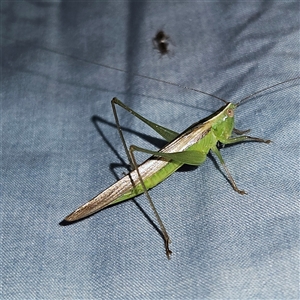 Unidentified Katydid (Tettigoniidae) at Braidwood, NSW by MatthewFrawley