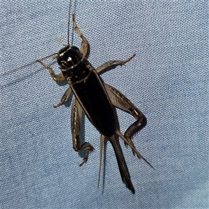 Lepidogryllus sp. (genus) at Braidwood, NSW - 6 Nov 2024