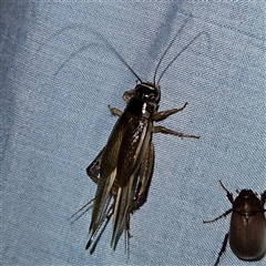 Lepidogryllus sp. (genus) at Braidwood, NSW - 6 Nov 2024