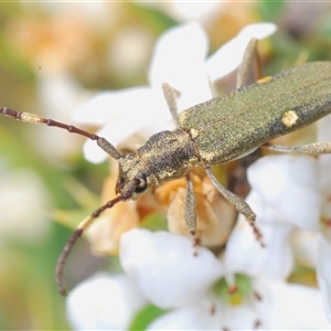 Pempsamacra pygmaea at Shannons Flat, NSW - 6 Nov 2024