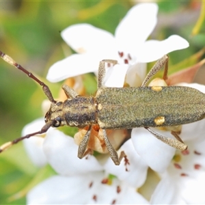 Pempsamacra pygmaea at Shannons Flat, NSW - 6 Nov 2024