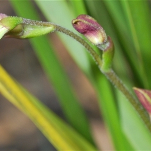 Caladenia sp. at Booth, ACT - suppressed