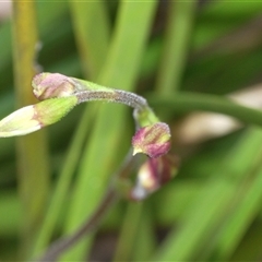 Caladenia sp. at Booth, ACT - 6 Nov 2024