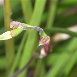 Caladenia sp. at Booth, ACT - suppressed