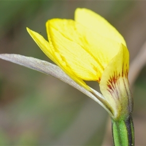 Diuris subalpina (Small Snake Orchid) at Shannons Flat, NSW by Harrisi