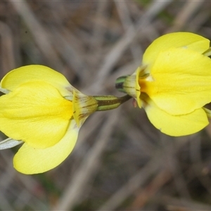 Diuris subalpina at Shannons Flat, NSW - 6 Nov 2024