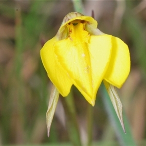 Diuris subalpina at Shannons Flat, NSW - 6 Nov 2024