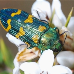 Castiarina dimidiata (A jewel beetle) at Shannons Flat, NSW - 6 Nov 2024 by Harrisi