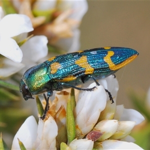 Castiarina dimidiata at Shannons Flat, NSW - 6 Nov 2024