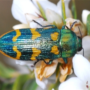 Castiarina dimidiata at Shannons Flat, NSW - 6 Nov 2024