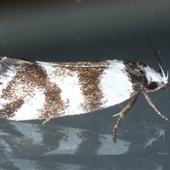 Isomoralla gephyrota (A Concealer moth) at Ainslie, ACT - 3 Nov 2024 by jb2602