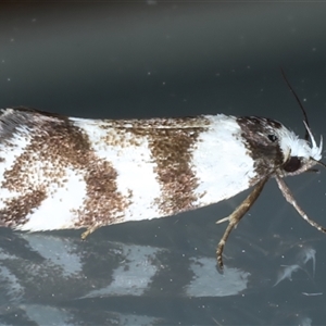 Isomoralla gephyrota (A Concealer moth) at Ainslie, ACT by jb2602