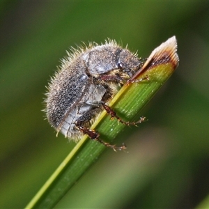 Unidentified Scarab beetle (Scarabaeidae) at Booth, ACT by Harrisi