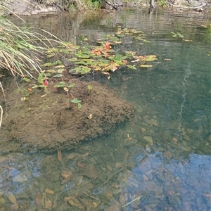 Unidentified Plant at Ghan, NT by Brouhaha