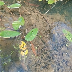 Unverified at suppressed - suppressed