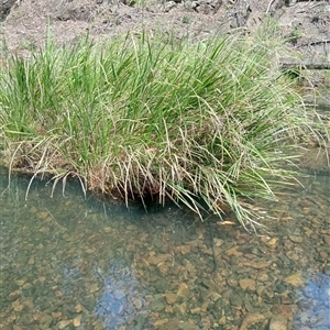 Unidentified Other Shrub at Ghan, NT by Brouhaha