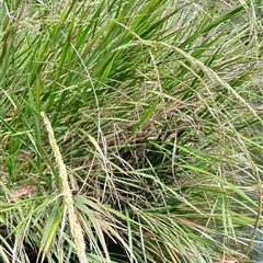 Unverified at suppressed - suppressed