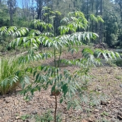 Unidentified Plant at Ghan, NT - 6 Nov 2024 by Brouhaha