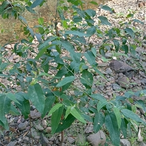 Unidentified Gum Tree at Ghan, NT by Brouhaha