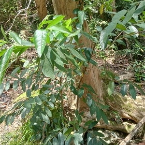 Ficus coronata at Ghan, NT by Brouhaha