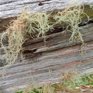 Unidentified Plant at Rosewood, NSW by Brouhaha