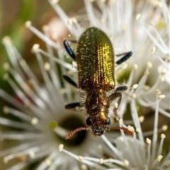 Phlogistus sp. (genus) at Penrose, NSW - 4 Nov 2024 by Aussiegall