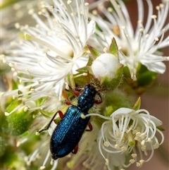 Phlogistus sp. (genus) at Penrose, NSW - 4 Nov 2024 by Aussiegall