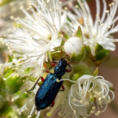 Phlogistus sp. (genus) (Clerid beetle) at Penrose, NSW by Aussiegall
