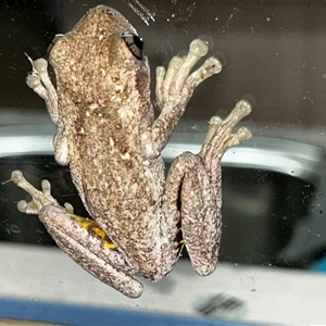 Litoria peronii (Peron's Tree Frog, Emerald Spotted Tree Frog) at Moruya, NSW by LisaH