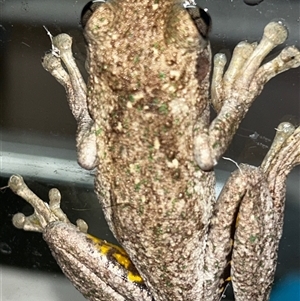 Litoria peronii at Moruya, NSW - suppressed