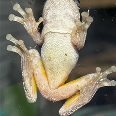 Litoria peronii at Moruya, NSW - 5 Nov 2024