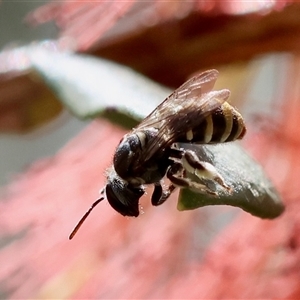 Unidentified Bee (Hymenoptera, Apiformes) at Moruya, NSW by LisaH