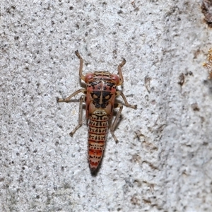 Unidentified Leafhopper or planthopper (Hemiptera, several families) at Acton, ACT by TimL