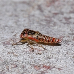 Cicadellidae (family) at Acton, ACT - 6 Nov 2024