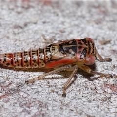 Cicadellidae (family) at Acton, ACT - 6 Nov 2024