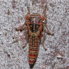 Cicadellidae (family) at Acton, ACT - 6 Nov 2024