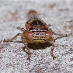 Cicadellidae (family) at Acton, ACT - 6 Nov 2024 12:52 PM