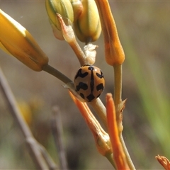 Coccinella transversalis (Transverse Ladybird) at Barton, ACT - 3 Nov 2024 by MichaelBedingfield