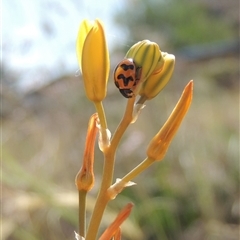 Coccinella transversalis at Barton, ACT - 3 Nov 2024