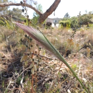 Dichelachne sp. (Plume Grasses) at Barton, ACT by MichaelBedingfield