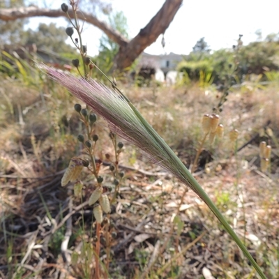 Dichelachne sp. (Plume Grasses) at Barton, ACT - 3 Nov 2024 by MichaelBedingfield